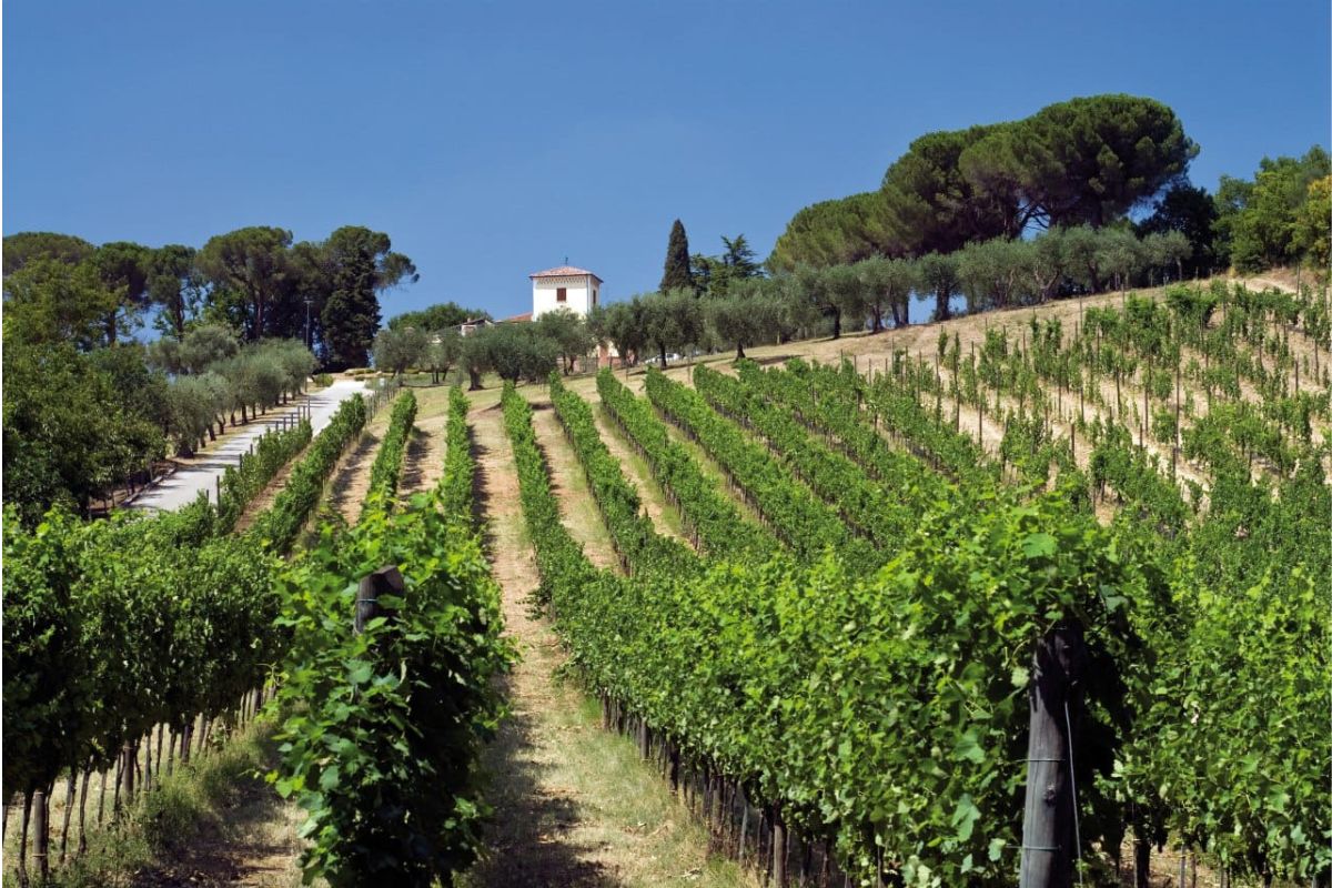 Vino, il clima impazzito minaccia il settore. I produttori: «Siamo preoccupati»